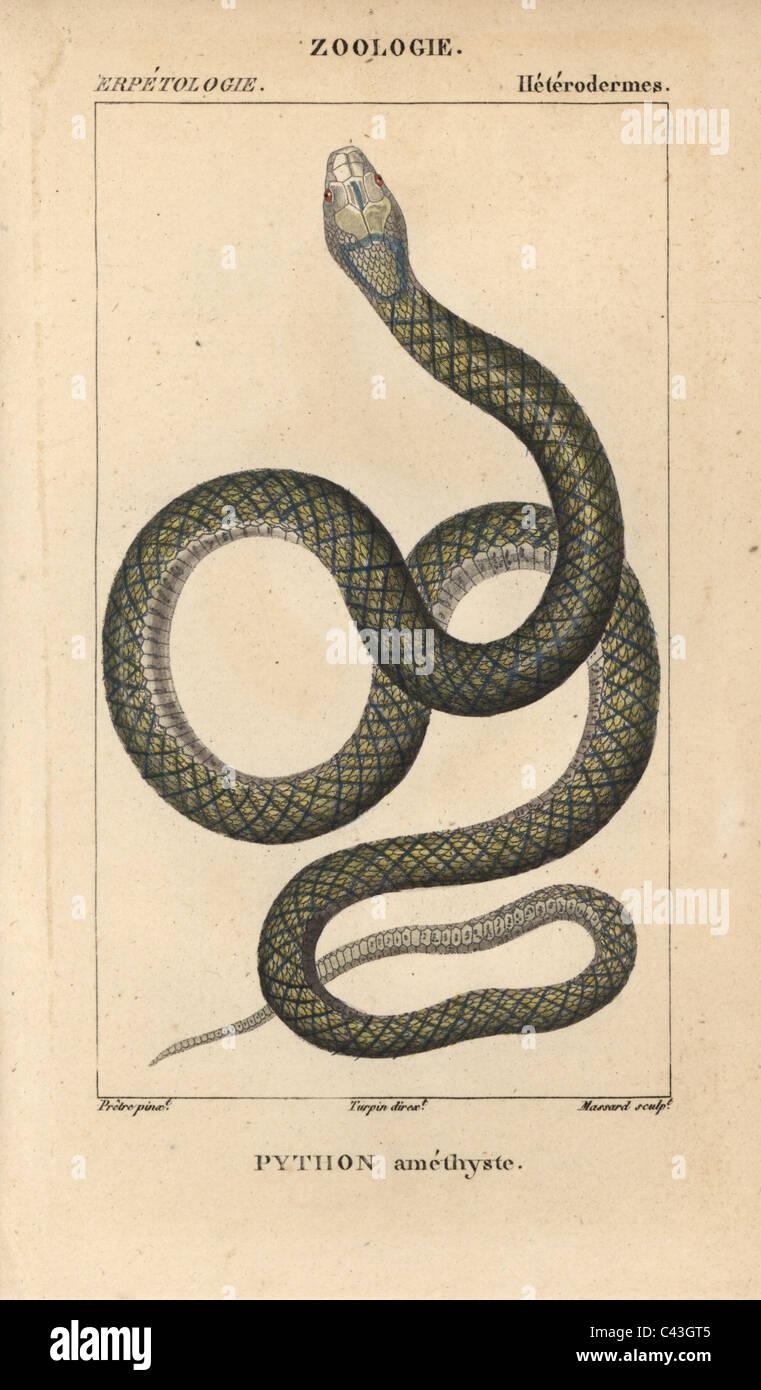 Amethystine scrub python hi