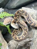 Amethystine scrub python aquarium and reptiles amazing amazon