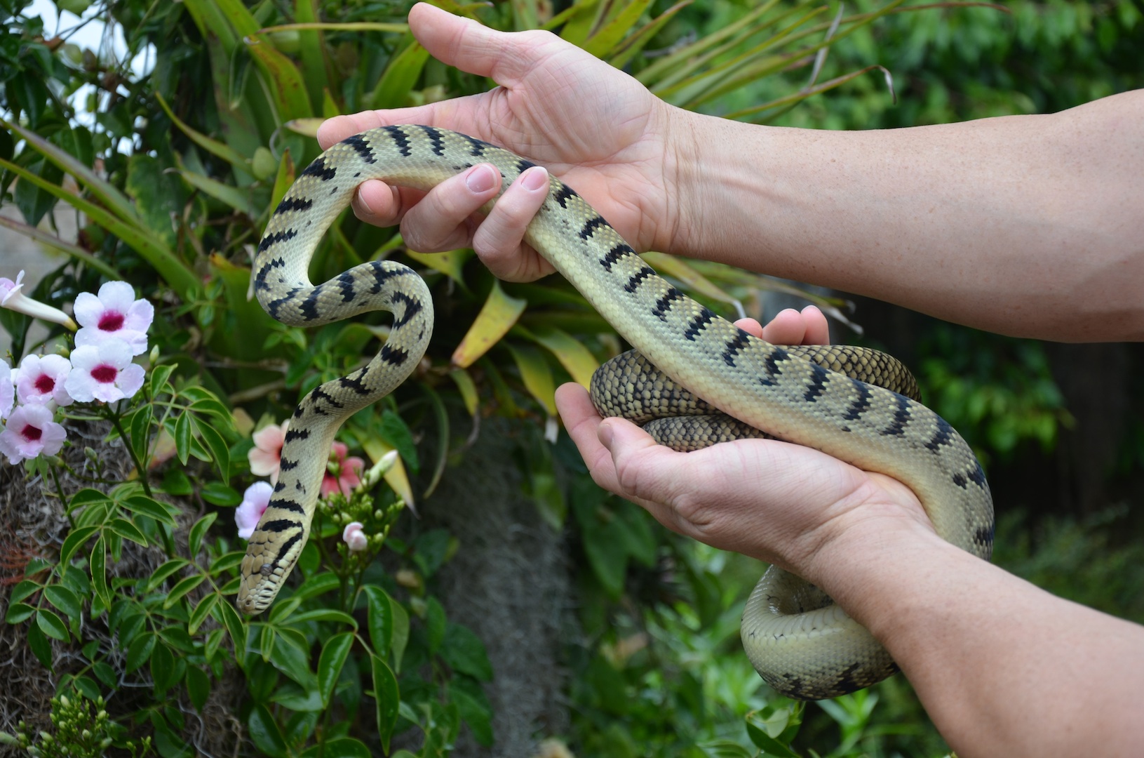 Pythons