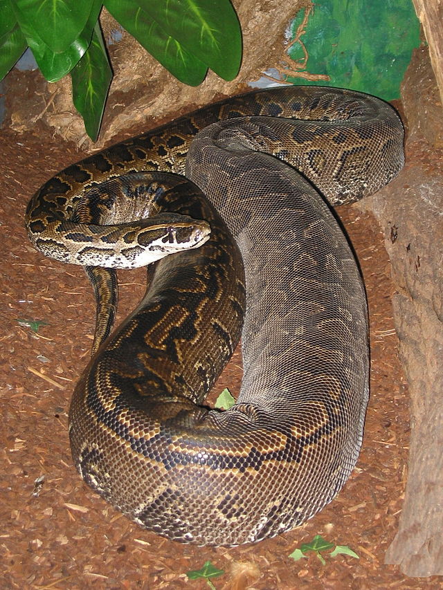 Ctral african rock python