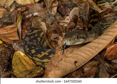 Scrub python images stock photos d objects vectors
