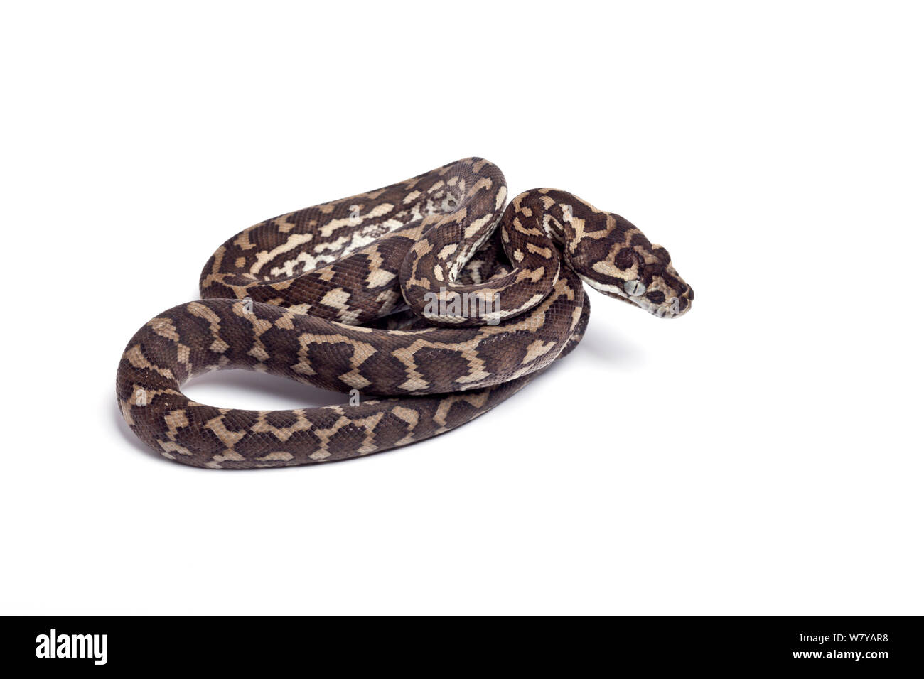 Pythonidae cut out stock images pictures