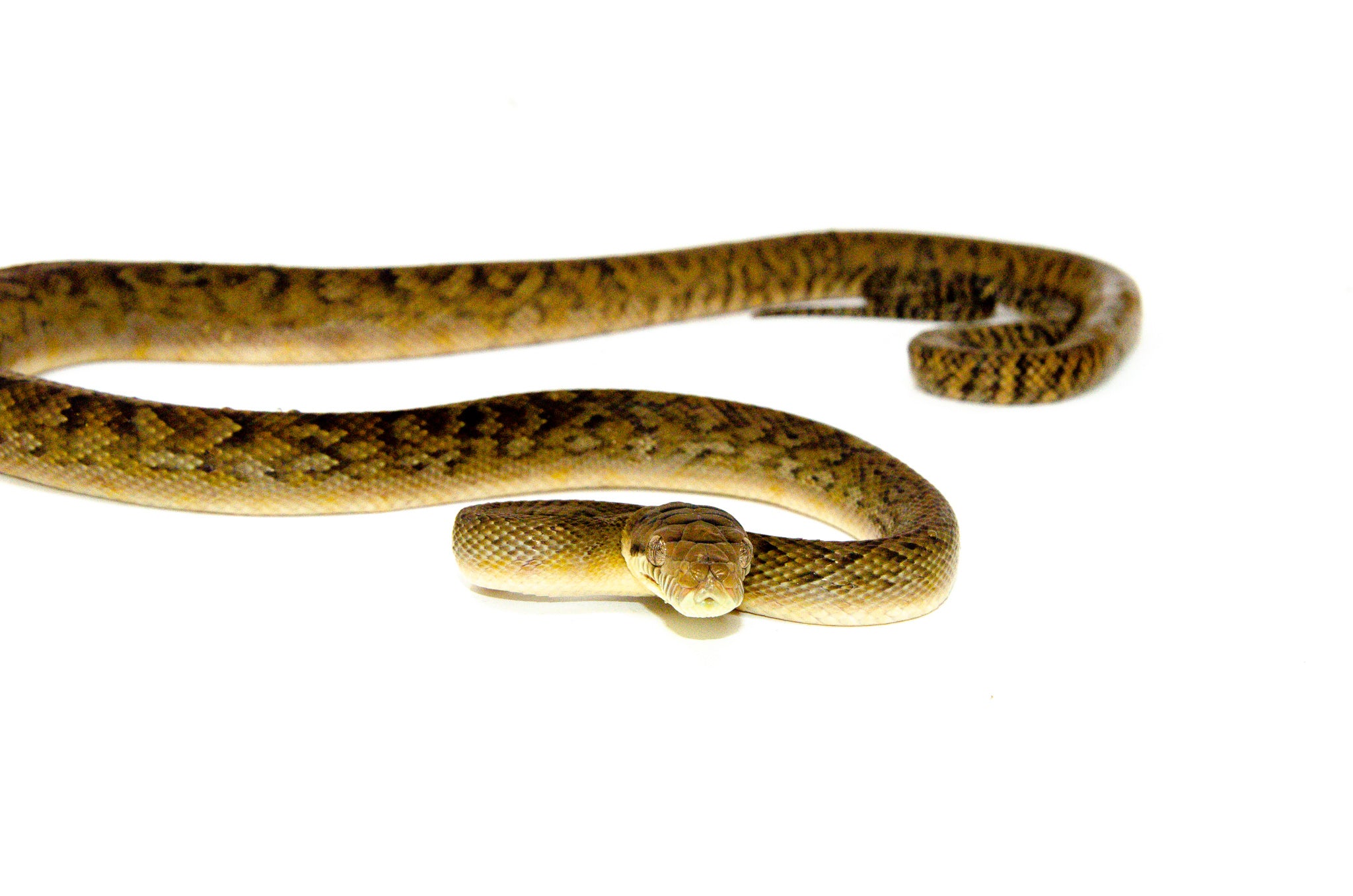 Merauke scrub python yearling for sale american reptile distributors