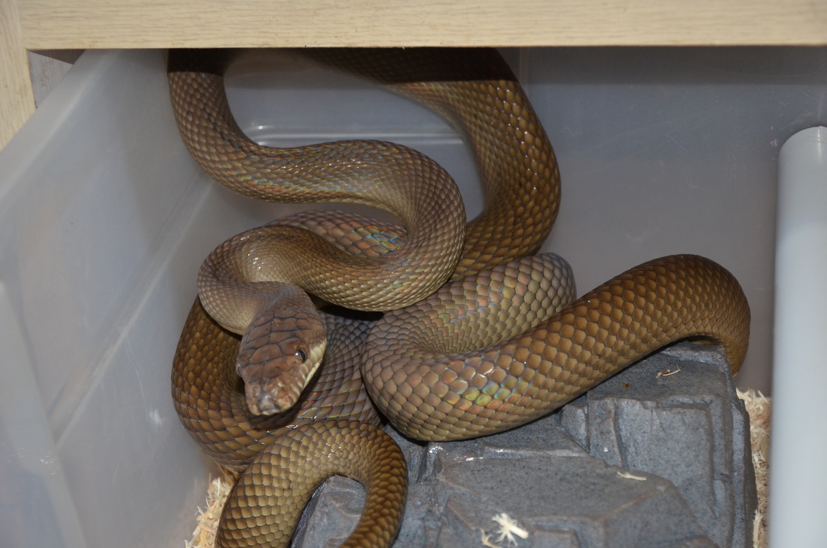 Pythons