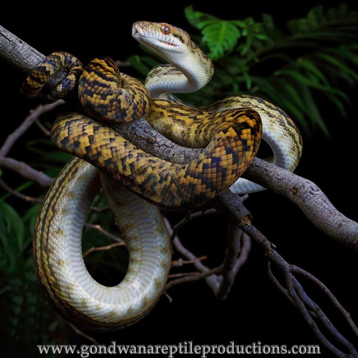 Moluccan scrub python reptiles python snake reptiles and amphibians