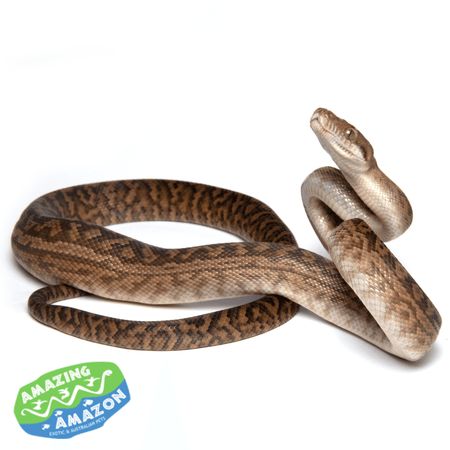 Amethystine scrub python aquarium and reptiles amazing amazon