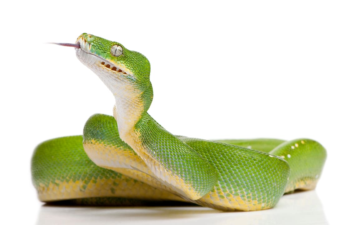 Green tree python care sheet food habitat health