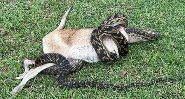 Dog walker films python eating a wallaby at wongaling beach in far north queensland daily mail online