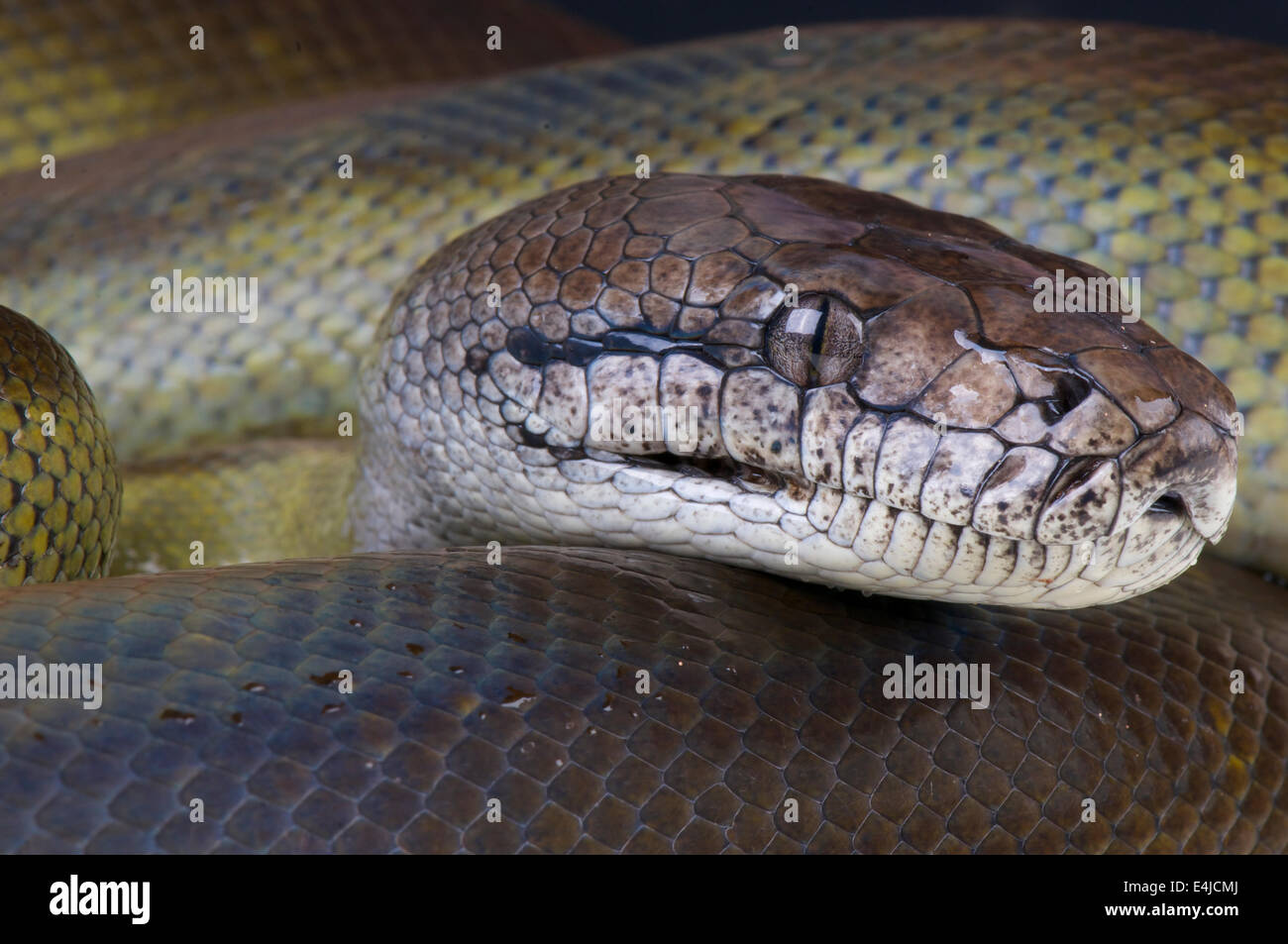 Papua python hi
