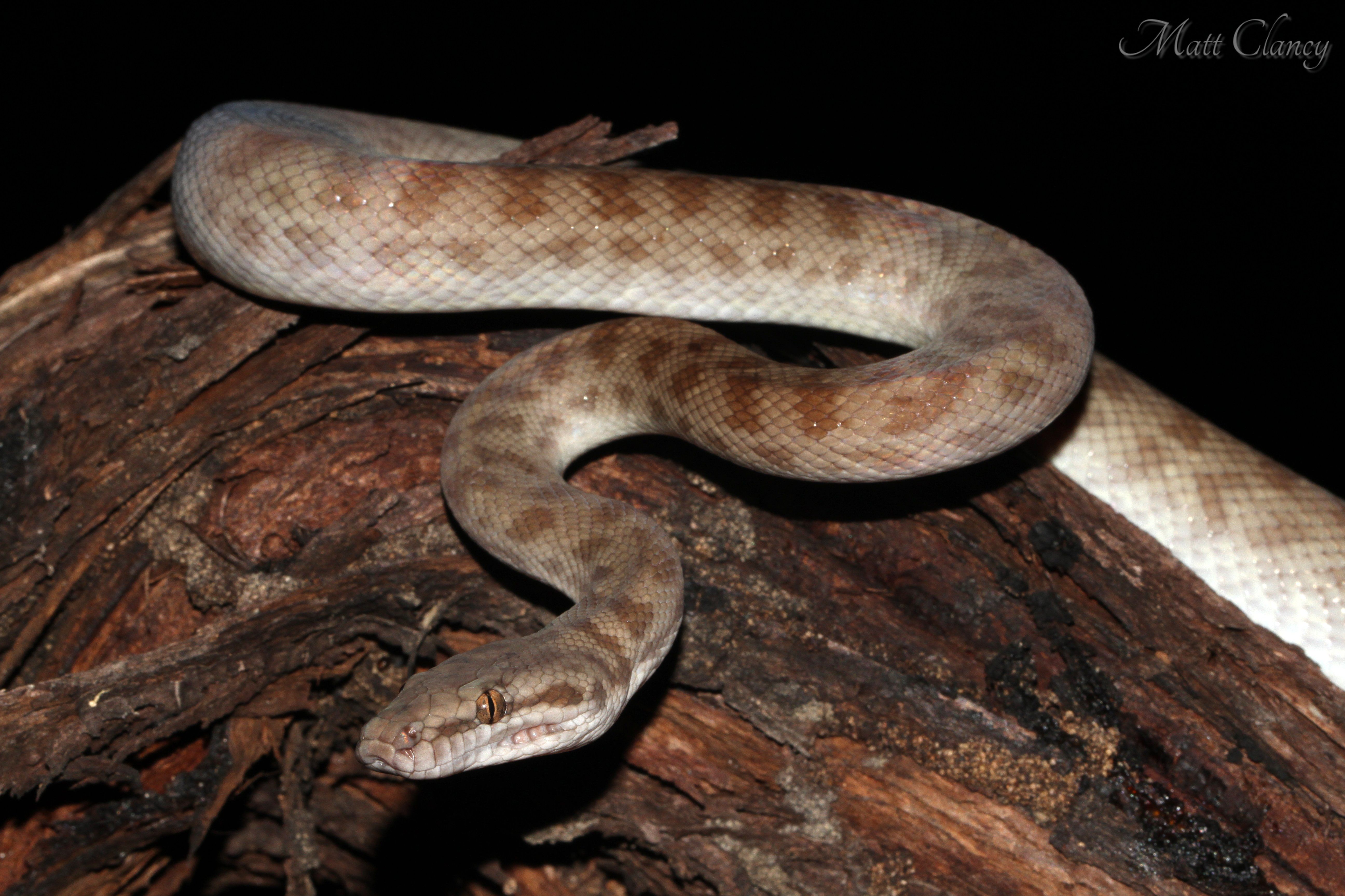 Childrens python care sheet â dubia