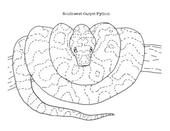 Southwest carpet python coloring page coloring pages love drawings southwest