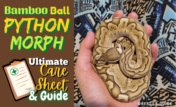 Bamboo ball python morph ultimate care sheet