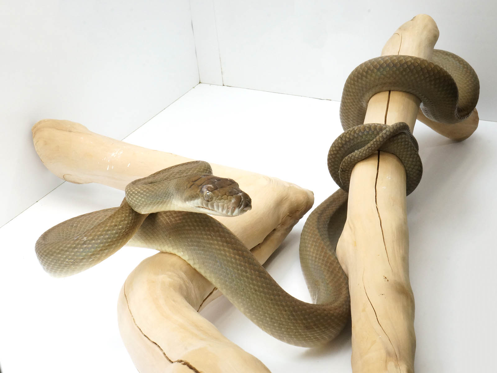 Female southern scrub python â new england reptile