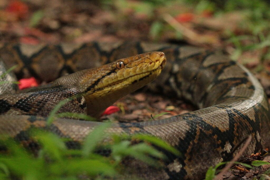 Reticulated python care sheet dubia