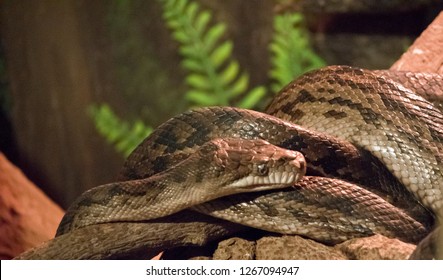 Scrub python images stock photos d objects vectors