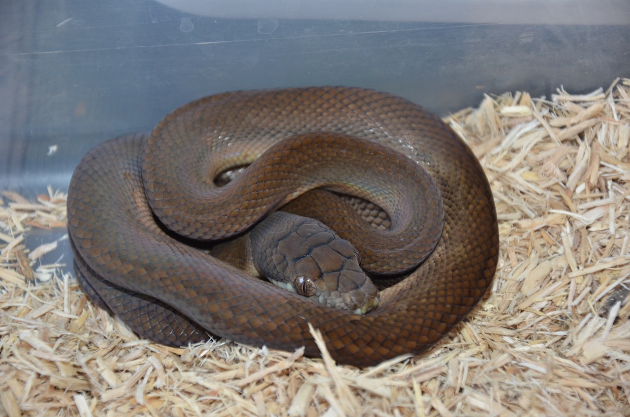 Pythons