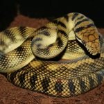 Scrub python â shop