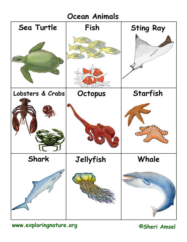 Ocean animal flash cards printable ocean animals pictures animal flashcards ocean animals