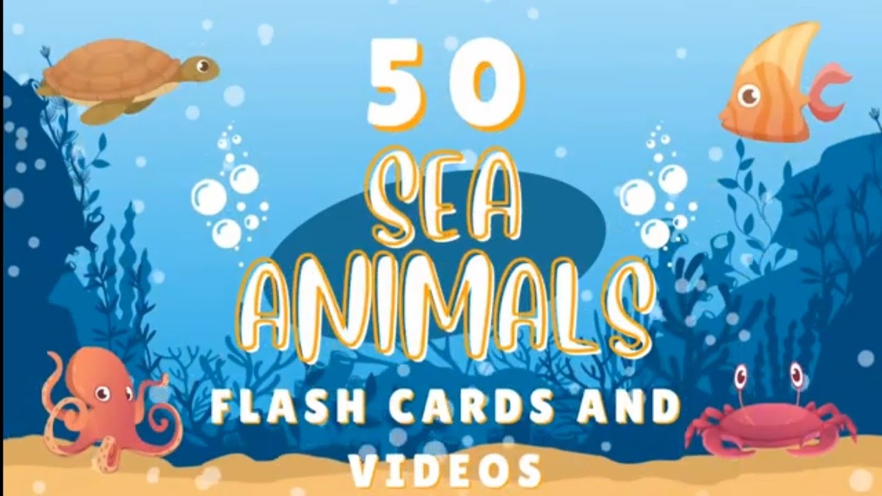 Sea anials flashcards and videos