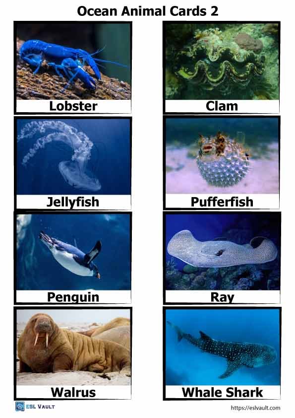 Free pdf printable ocean animal cards