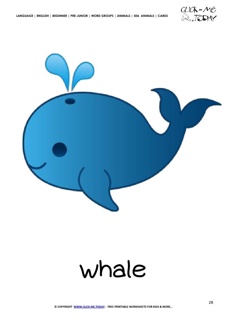 Sea animal flashcard whale