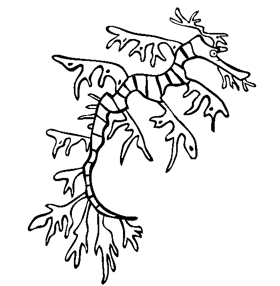 Sea dragon coloring page