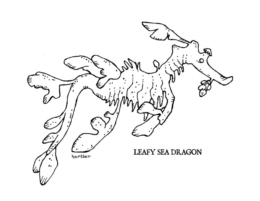 Leafy sea dragon by hartter on