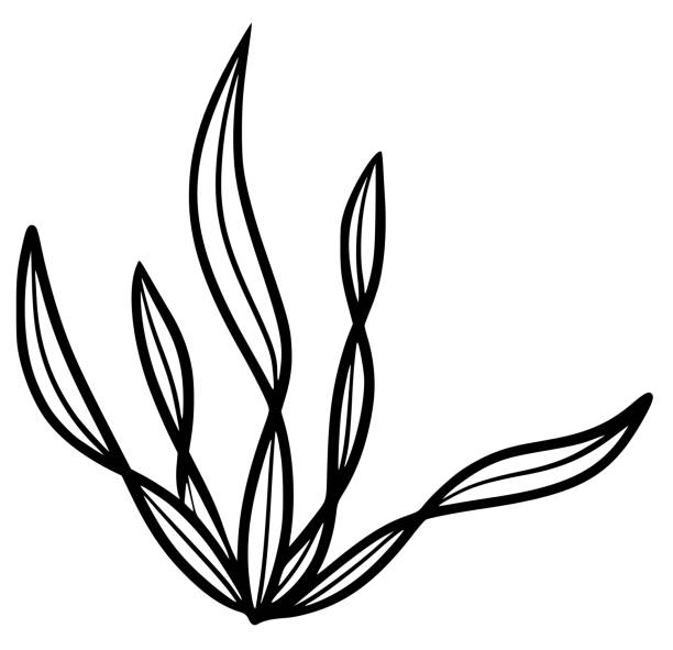 Seagrass drawing stock illustrations royalty