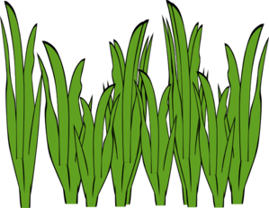 Seagrass clip art at