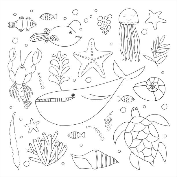 Seagrass drawing stock illustrations royalty