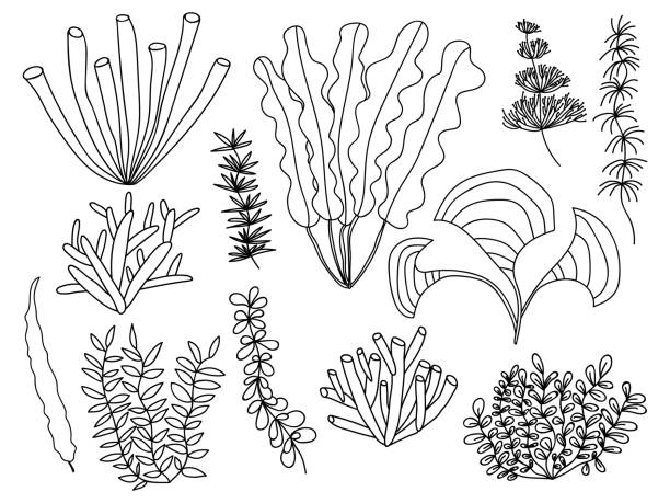 Seagrass drawing stock illustrations royalty