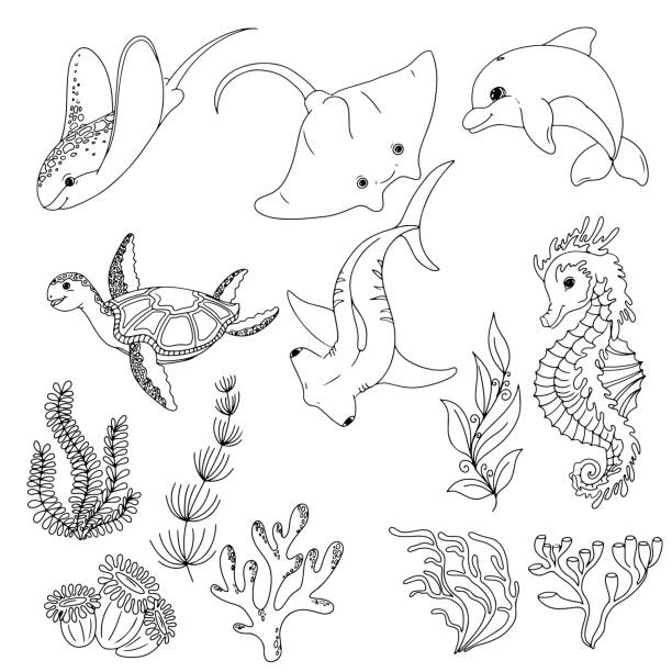 Set of marine animals and algae water grass and corals freehand coloring book vector illustration isolated on white background stock illustration