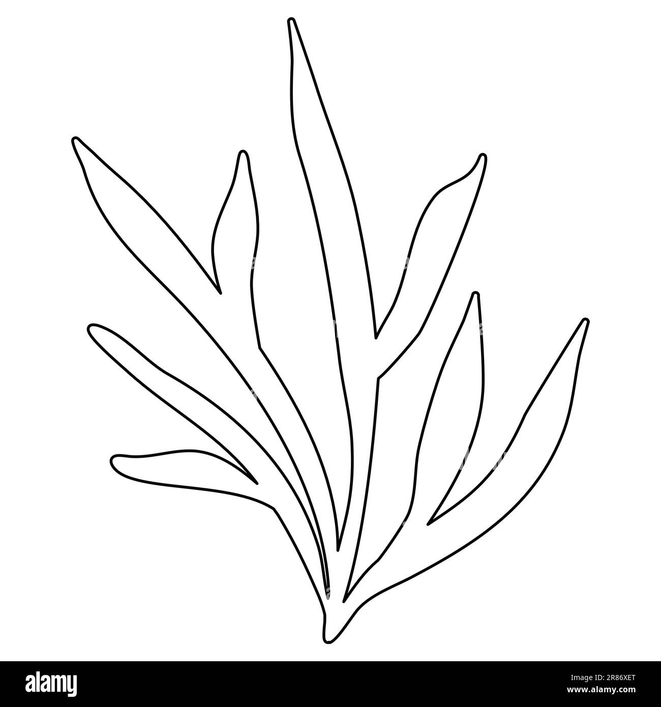 Seaweed illustration black and white stock photos images