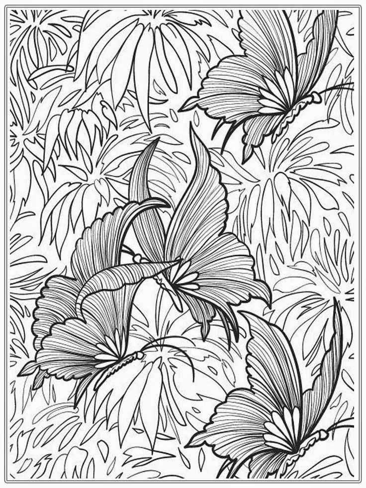 Stunning sea butterfly coloring pages for adults