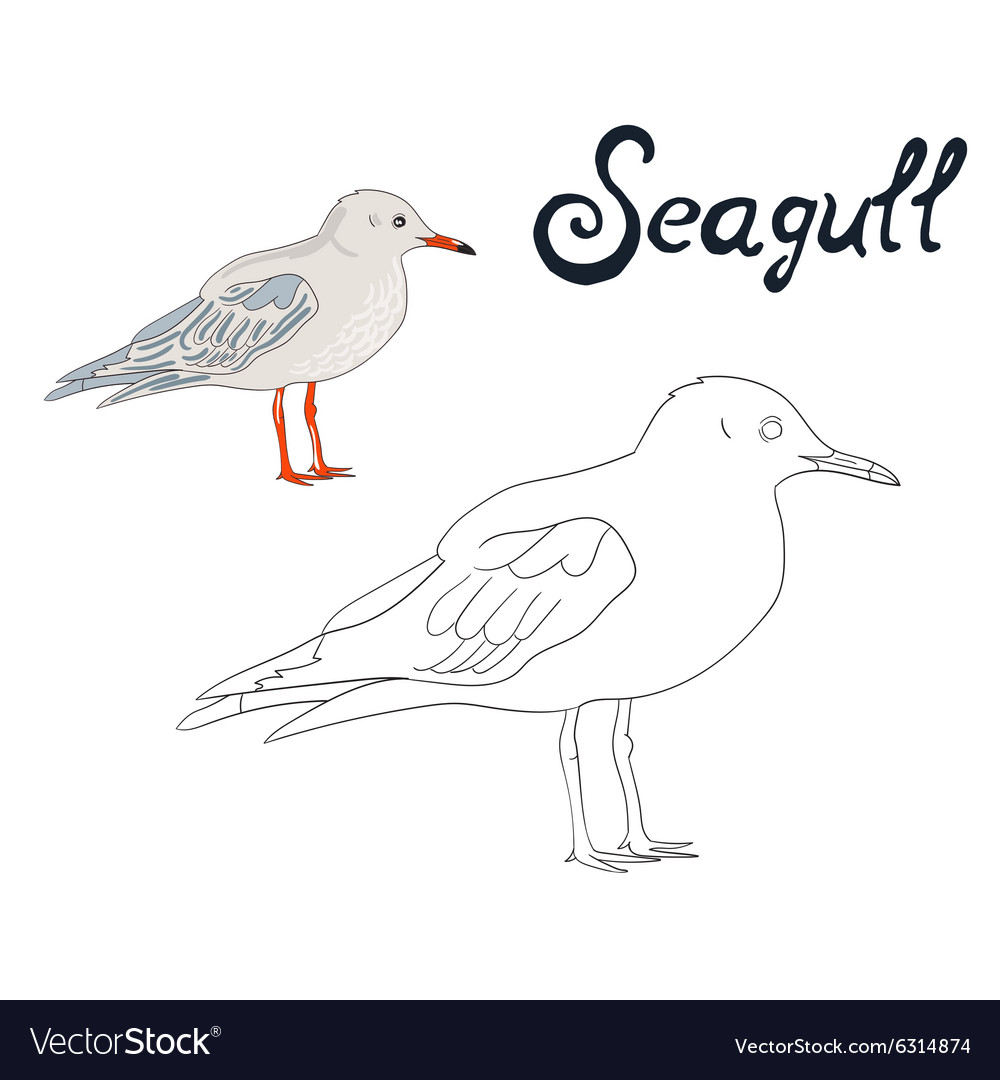 Educational game coloring book seagull bird vector image