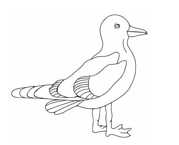 Free seagulls coloring page