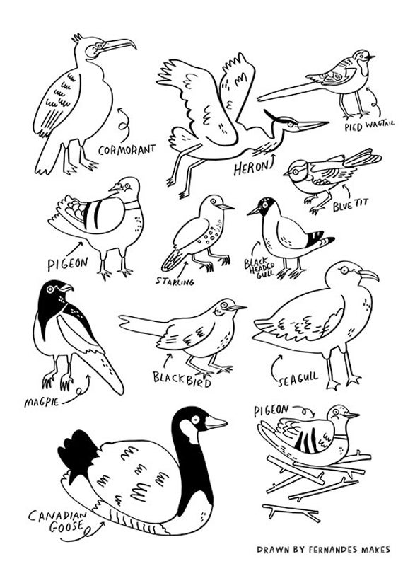 Printable water birds colouring sheet seagull pigeon bird nerds water birds download
