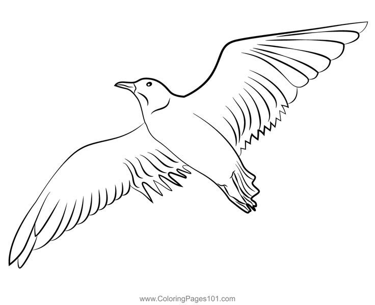 Seagull in flight coloring page coloring pages color coloring pages for kids