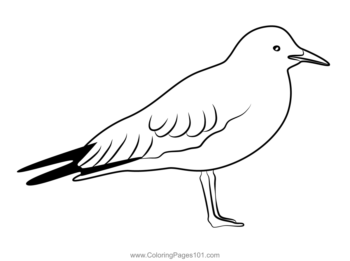 Seagull standing on his feet coloring page for kids