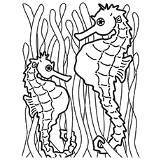 Top free printable seahorse coloring pages online