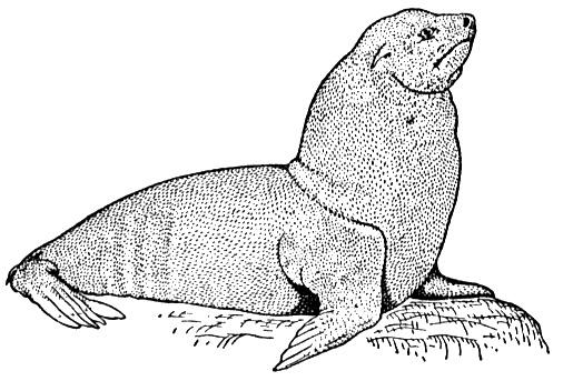 Free sea lion coloring pages