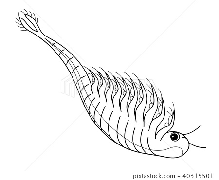 Sea monkey artemia character horizontal coloring