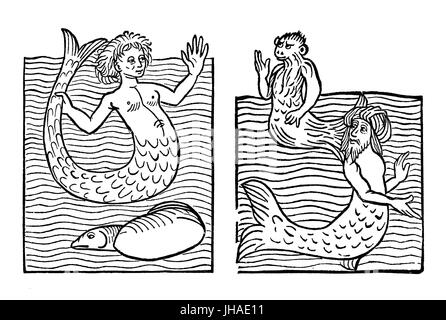 Sea monkey ic hi