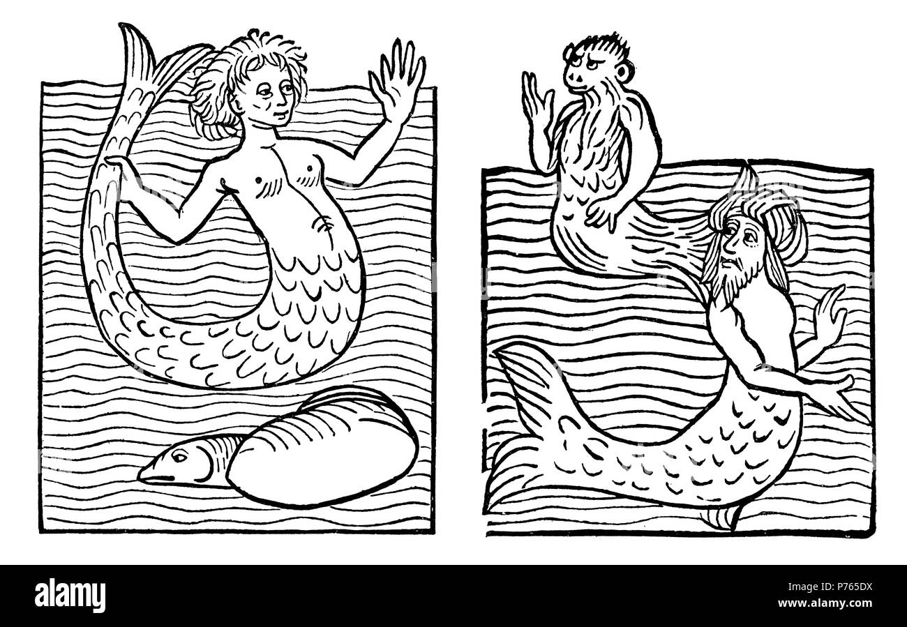 Mermaid sea monkey and sea turk after the hortus sanitatis of stock photo