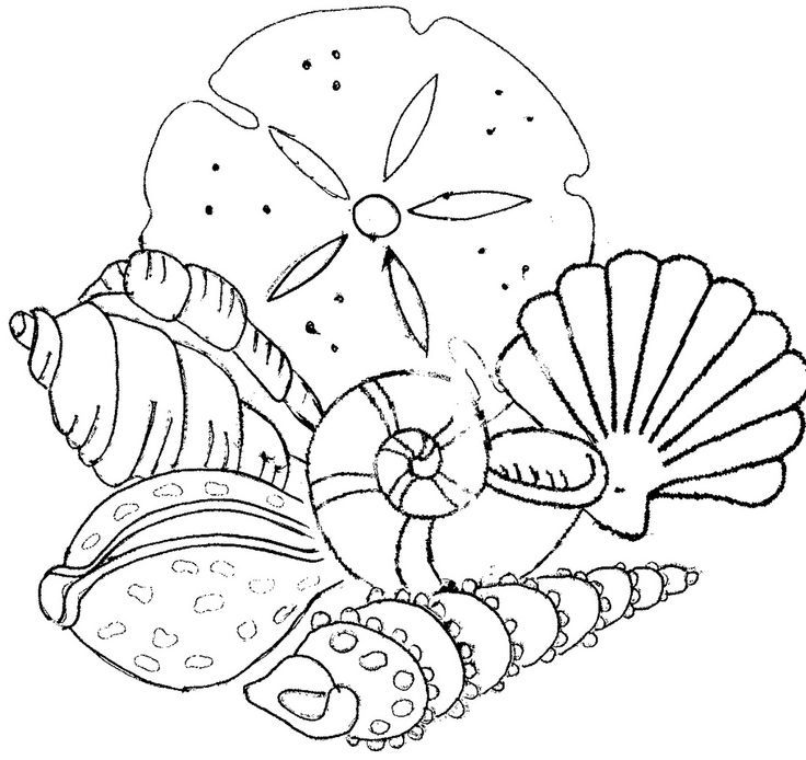 Free coloring pages of seashells download free coloring pages of seashells png images free cliparts on clipart library