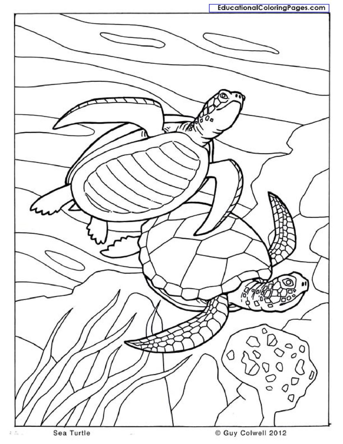 Natural coloring books turtle coloring pages animal coloring pages ocean coloring pages