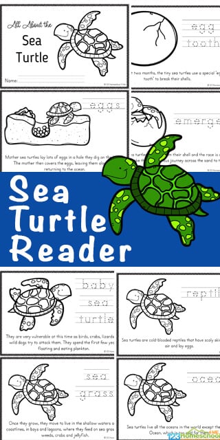 Ð free life cycle of a sea turtle for kids printable reader