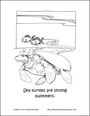 Learn about sea turtles with these free printable worksheets turtle coloring pages sea turtle turtle