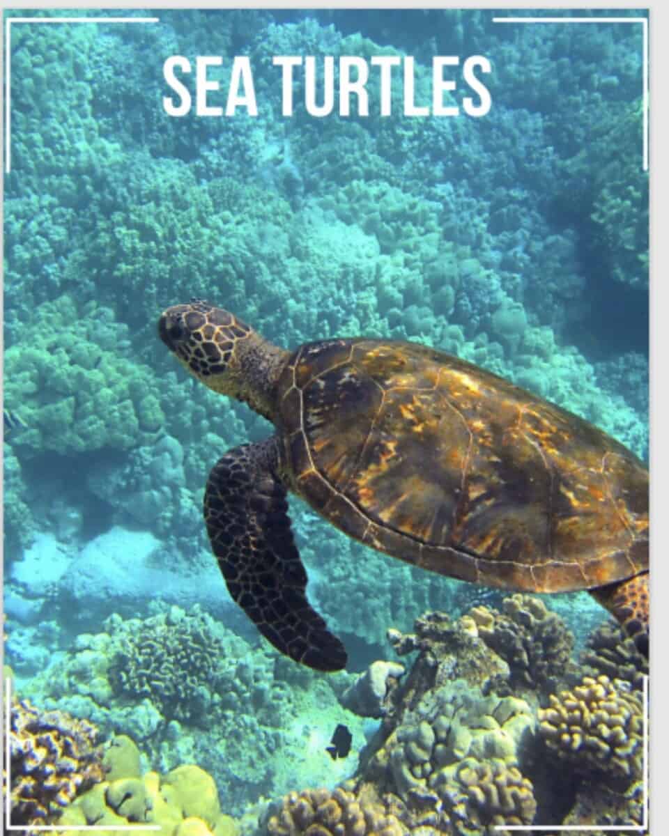 Sea turtles unit study story