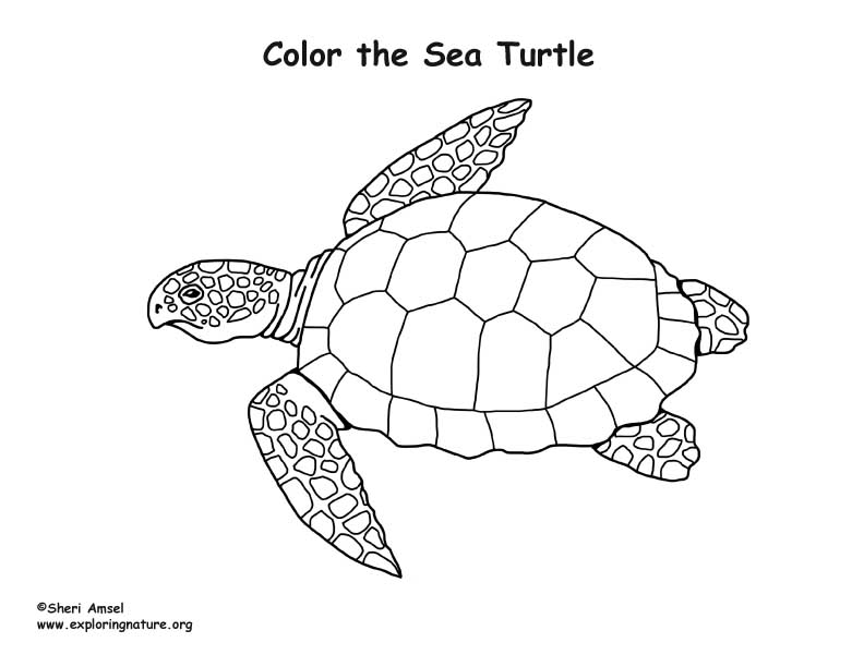 Sea turtle loggerhead coloring page
